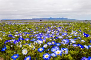 El espectacular Desierto Florido que prepara Atacama: revisa cuándo y dónde verlo