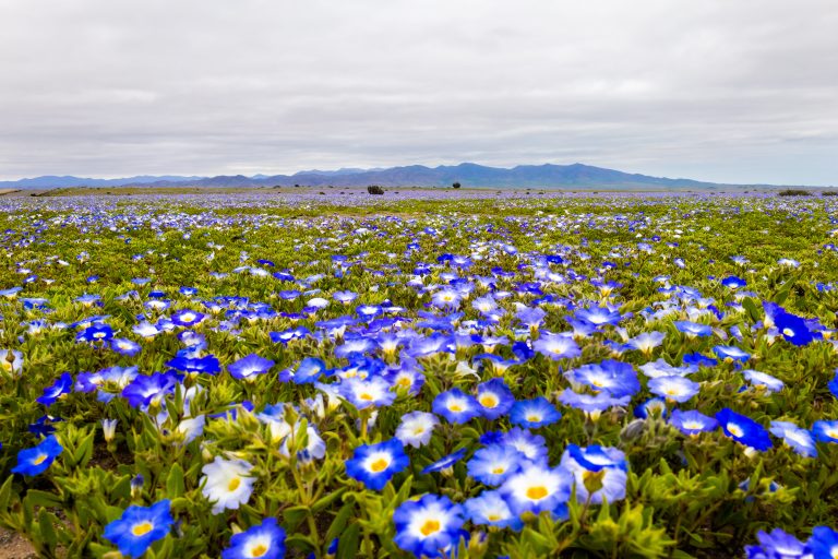 El espectacular Desierto Florido que prepara Atacama: Revisa cuándo y dónde verlo