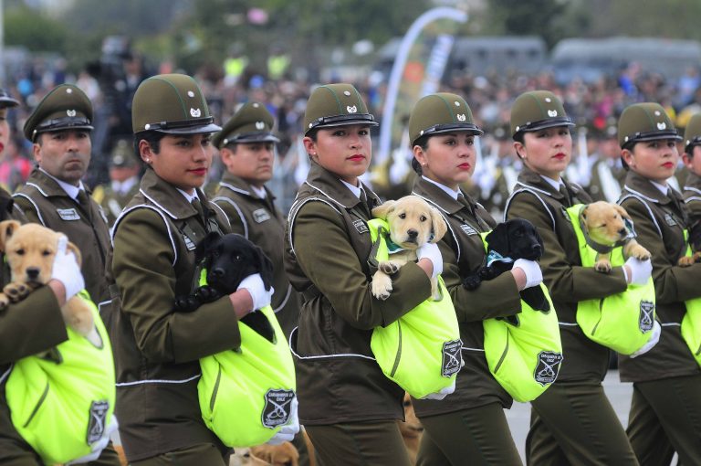 VIDEO | Perrito de Carabineros protagoniza tierno momento durante ensayo de la Parada Militar