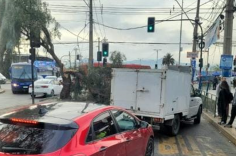 Caída de árbol en plena vía obliga a restringir el tránsito en San Bernardo: Revisa los desvíos