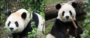 China envía dos pandas gigantes a EE. UU. 