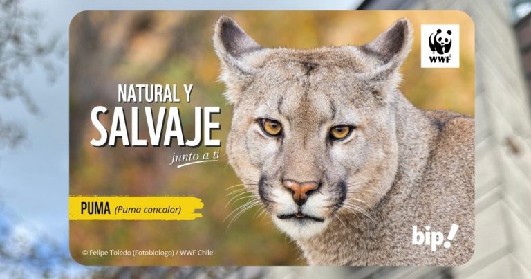 Nueva tarjeta Bip! de puma llega a Santiago: revisa en qué estaciones puedes conseguirla