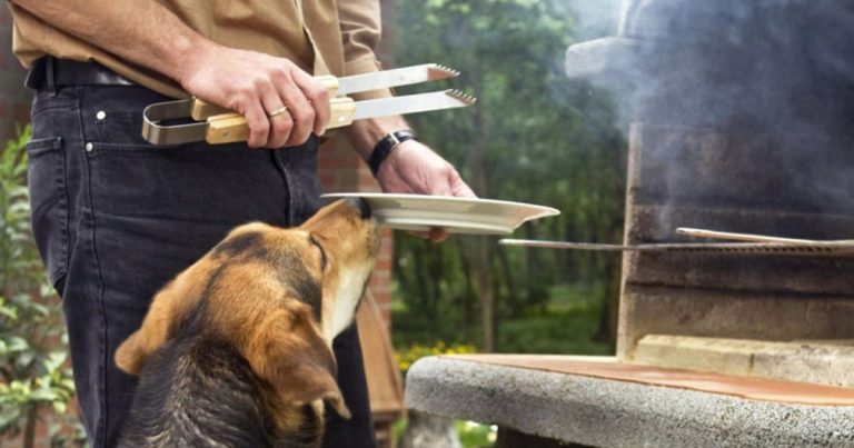 Fiestas Patrias y mascotas: Colmevet entrega consejos para evitar emergencias veterinarias durante el 18