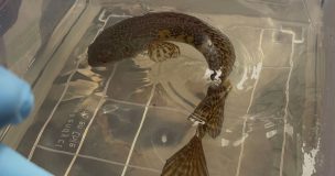 Encuentran pez cabeza de serpiente y tortugas mordedoras en “mall chino” de San Miguel: hubo un detenido