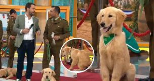 “¡Tenemos un incidente!”: cachorro de Carabineros protagonizó divertido chascarro en matinal de CHV