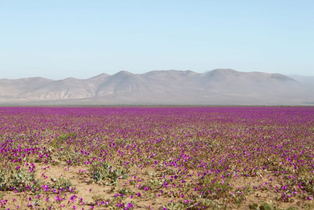 SMA llama a proteger el Desierto Florido ante operación de proyectos solares y eólicos