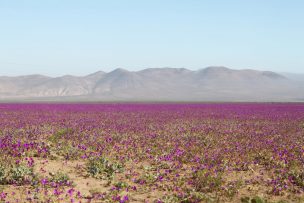 SMA llama a proteger el Desierto Florido ante operación de proyectos solares y eólicos