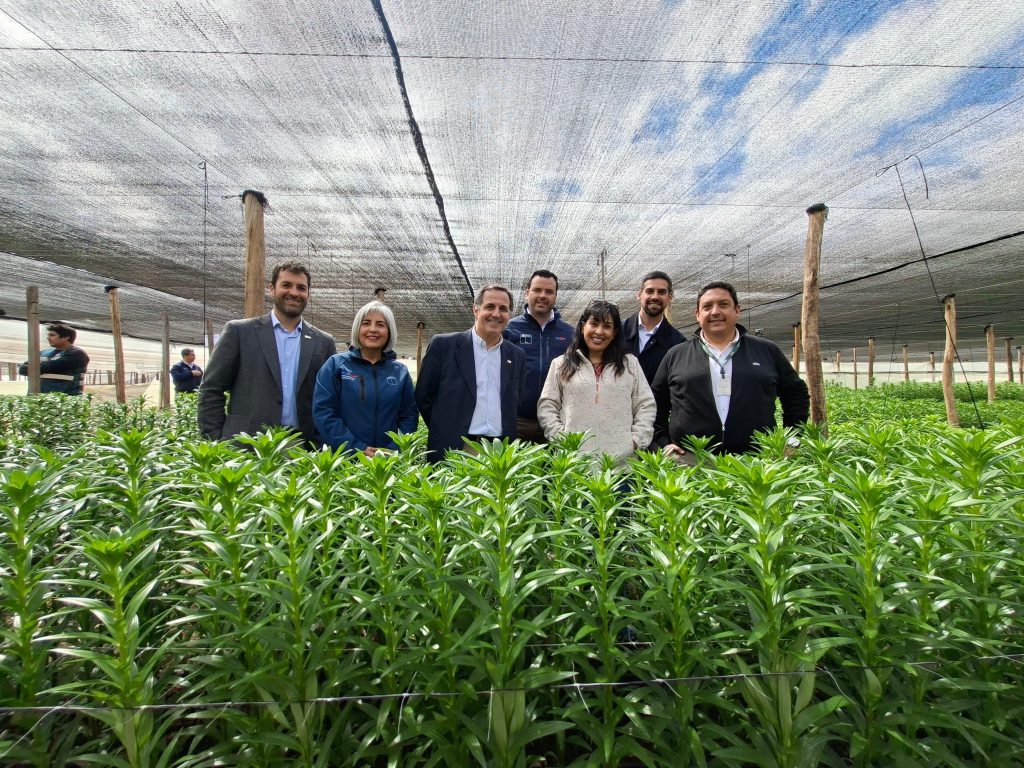 Agricultores podrán acceder a seguro gratuito contra la Mosca de la Fruta: ya indemnizó a 398 productores