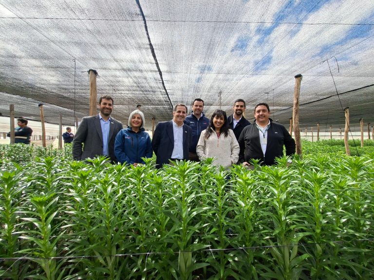 Agricultores podrán acceder a seguro gratuito contra la Mosca de la Fruta: ya indemnizó a 398 productores