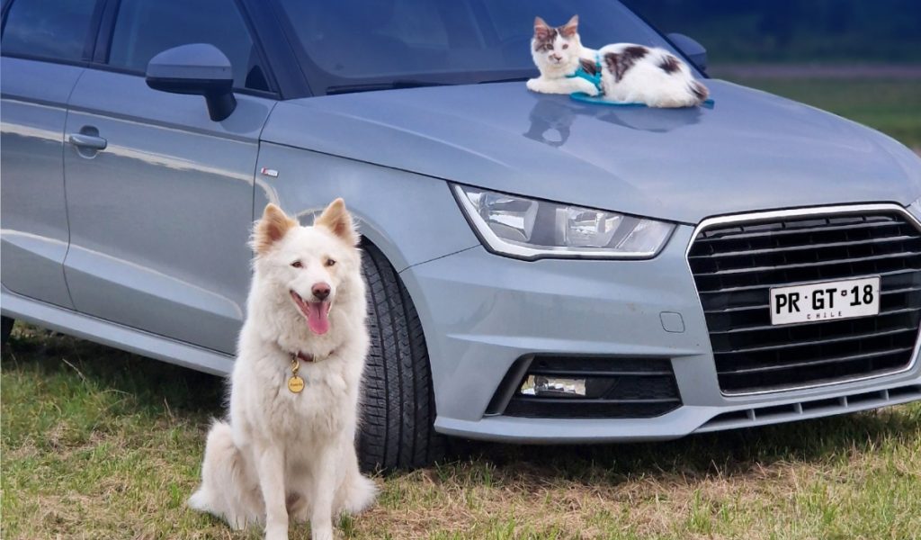 Fiestas Patrias: ¿Cómo trasladar a tu mascota de forma segura en el auto?