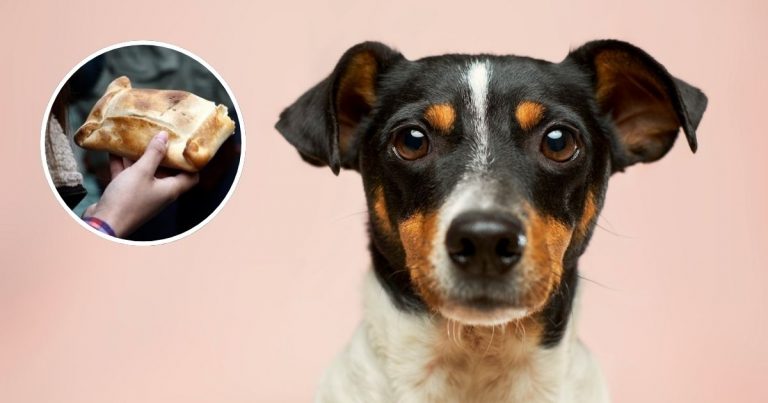 ¿Empanadas o asado? Veterinarios advierten qué alimentos no debes darle a tu mascota este “18”