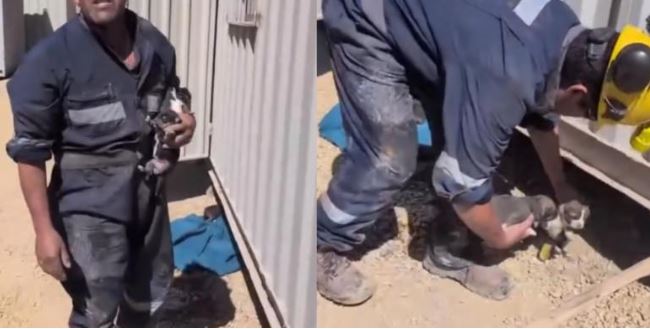 Condenan por maltrato animal a sujeto que ahogó a cinco cachorros en un balde en Tierra Amarilla