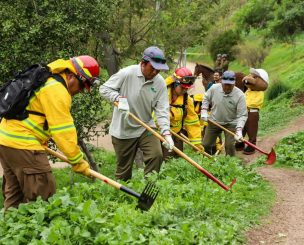 Gobierno anuncia 9.480 empleos para prevenir incendios forestales: revisa los requisitos para postular
