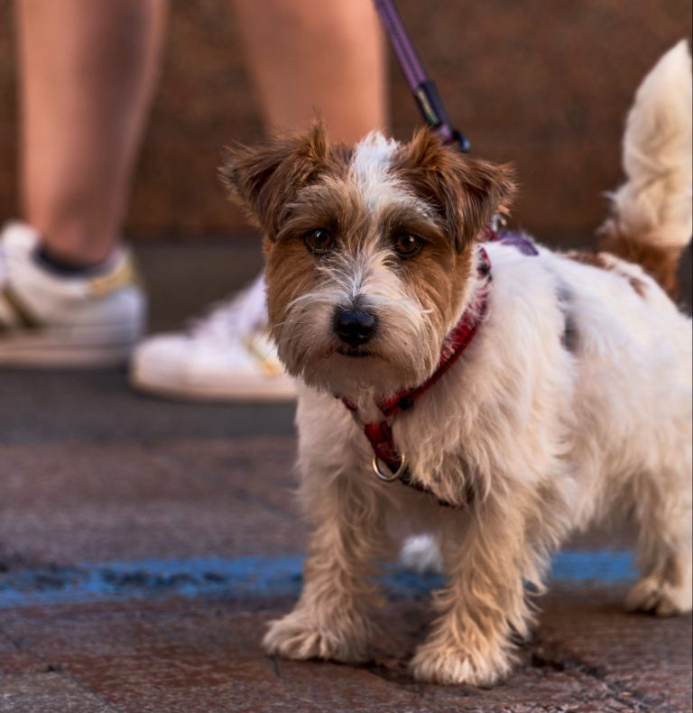 Seguros de mascotas reducen retrasos en tratamientos veterinarios por problemas económicos