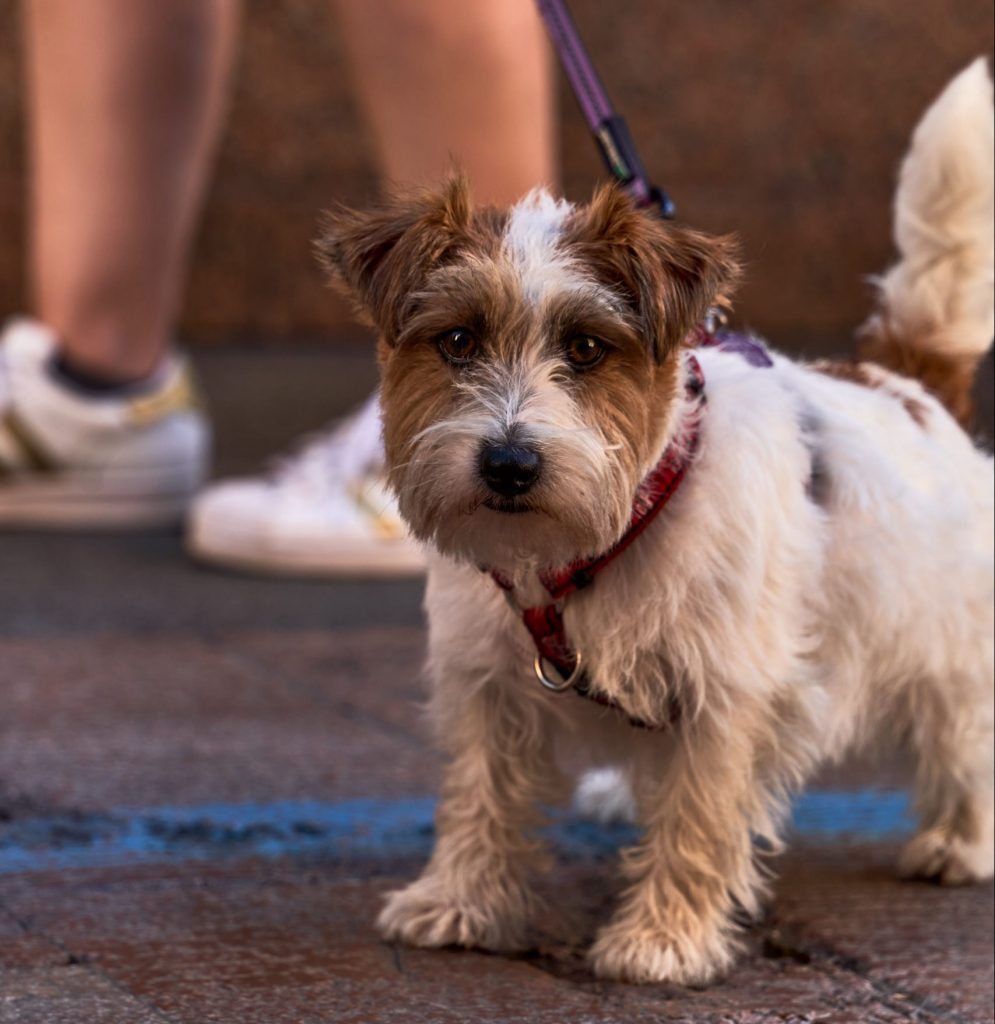 Seguros de mascotas reducen retrasos en tratamientos veterinarios por problemas económicos