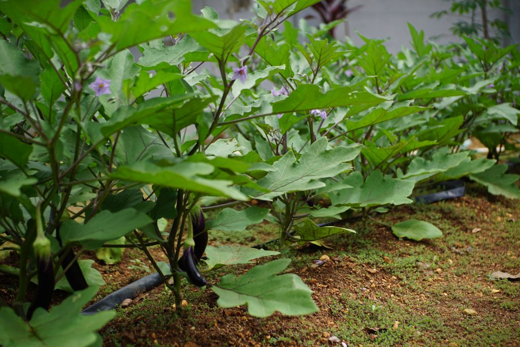 El 58% de los residuos en Chile son orgánicos: expertos llaman a convertir basura en alimento para jardines