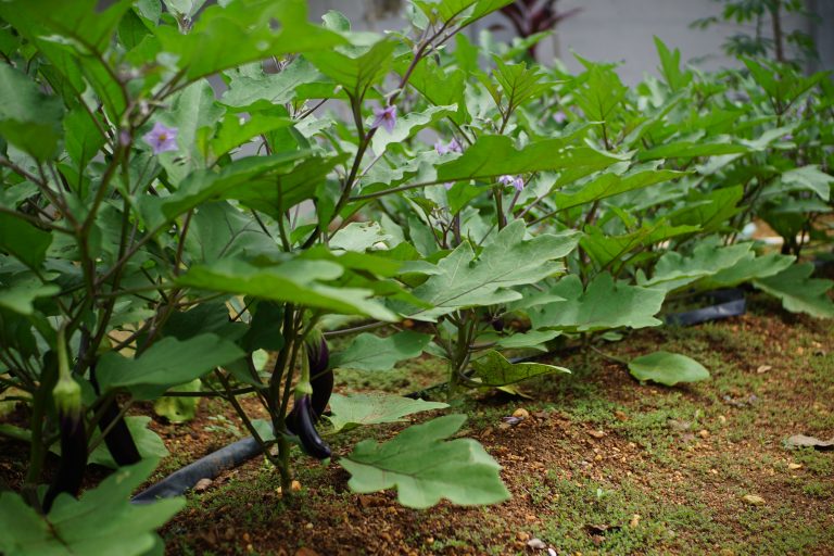 El 58% de los residuos en Chile son orgánicos: expertos llaman a convertir basura en alimento para jardines