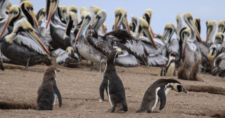 Abren fondo de $110 millones para realizar censo nacional del pingüino de Humboldt
