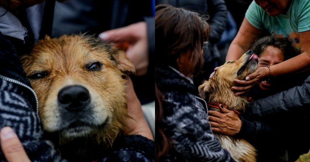 VIDEO | Final feliz para “Morocho”: perro que fue arrastrado por el río Mapocho logró ponerse a salvo