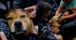 VIDEO | Final feliz para “Morocho”: perro que fue arrastrado por el río Mapocho logró ponerse a salvo
