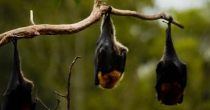 Rabia en murciélagos: especialista explica por qué es clave mantener vacunadas a las mascotas