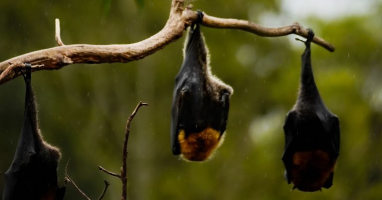 Rabia en murciélagos: especialista explica por qué es clave mantener vacunadas a las mascotas