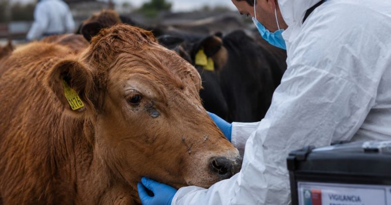 Virus Shamonda: qué se sabe del primer caso humano y qué riesgo existe para Chile