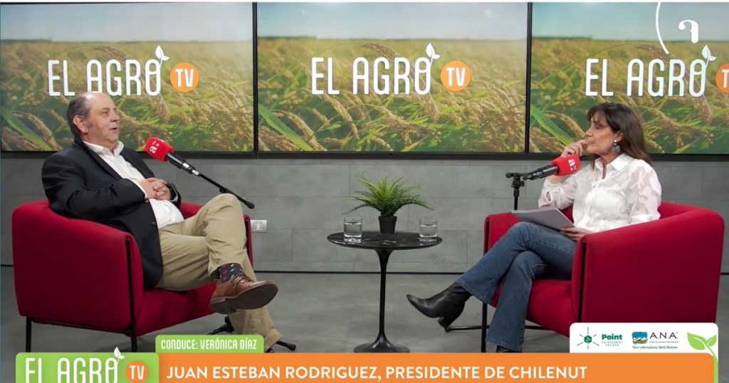 Industria chilena de la nuez enfrenta desafíos climáticos y apuesta por recuperar su rentabilidad