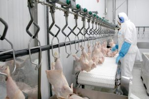 SAG suspende ingreso de aves y productos avícolas provenientes de Santa Catarina, Brasil