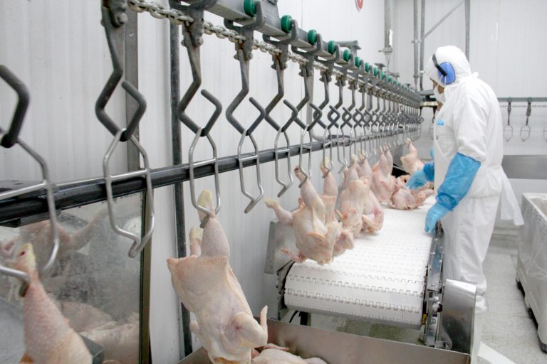 SAG suspende ingreso de aves y productos avícolas provenientes de Santa Catarina, Brasil