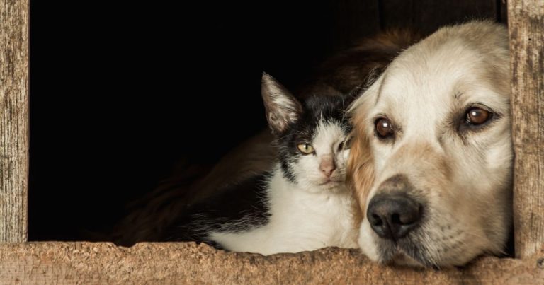 Mascotas y emergencias: cómo preparar a perros y gatos ante lluvias e inundaciones