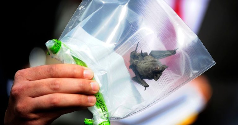 Confirman segundo caso de murciélago con rabia en Ovalle durante 2026: Van 10 en la región