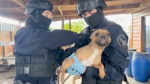 PDI rescata a cuatro perros abandonados en un inmueble de Lampa