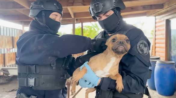 PDI rescata a cuatro perros abandonados en un inmueble de Lampa