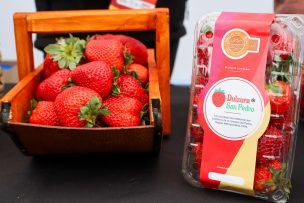 Lo Valledor lanza oficialmente la temporada de frutillas junto a productores de San Pedro