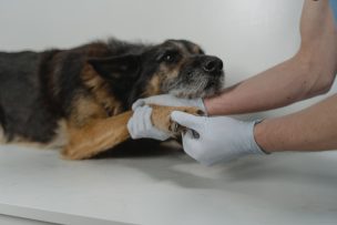 Araña de rincón y mascotas: veterinario explica cómo reconocer una posible mordedura y qué hacer